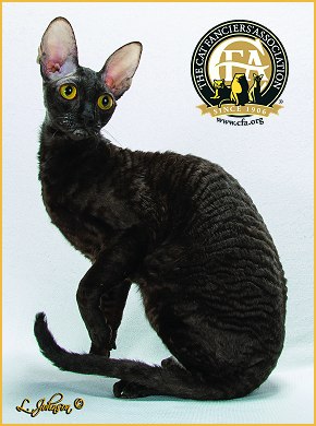 Black Cornish Rex Cat With Big Ears Sitting