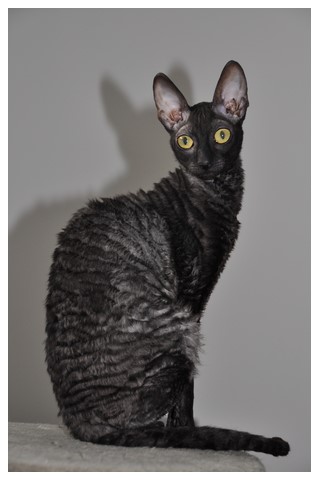 Black Cornish Rex Cat