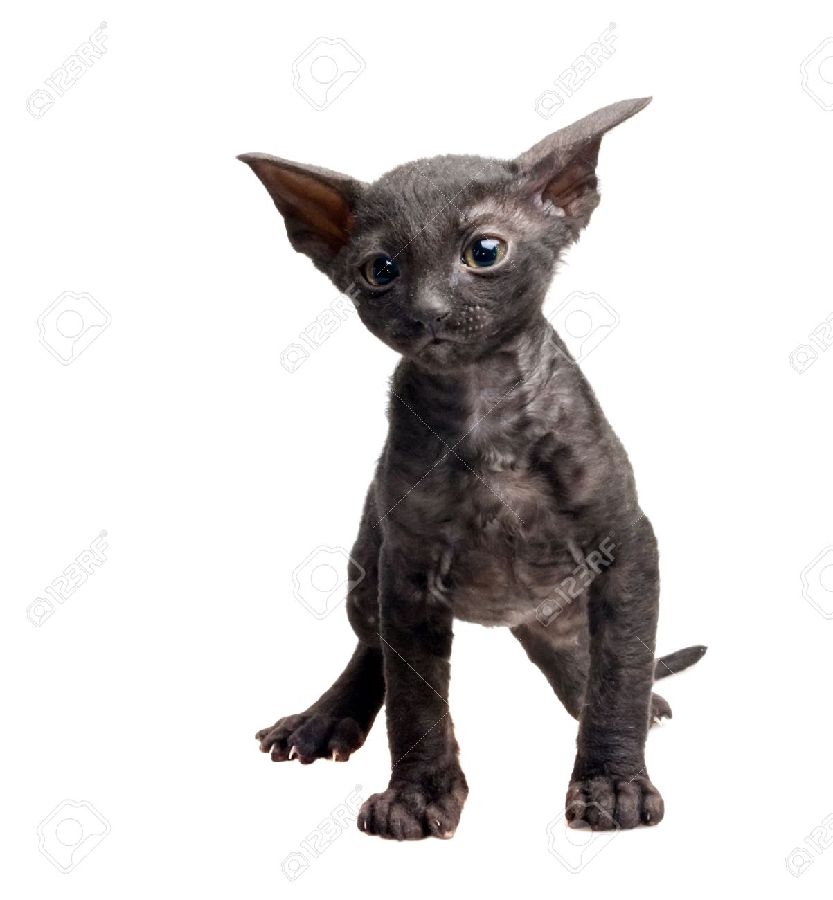 Black Cornish Rex Kitten Picture