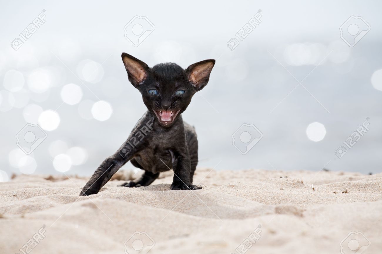Black Cornish Rex Kitten Playing On Beach Sand