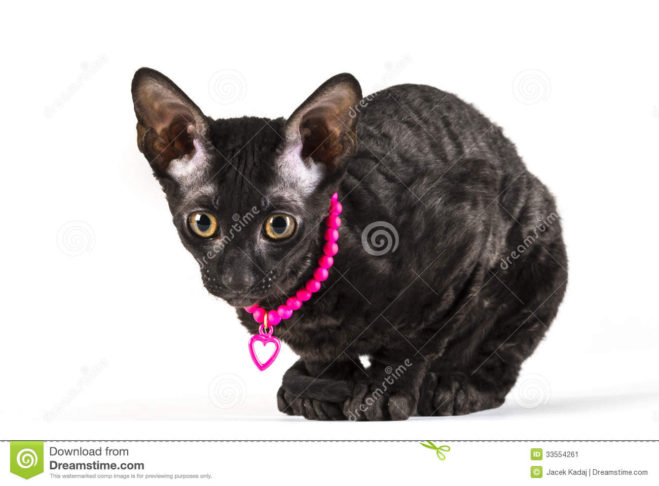 Black Cornish Rex Kitten Sitting Image