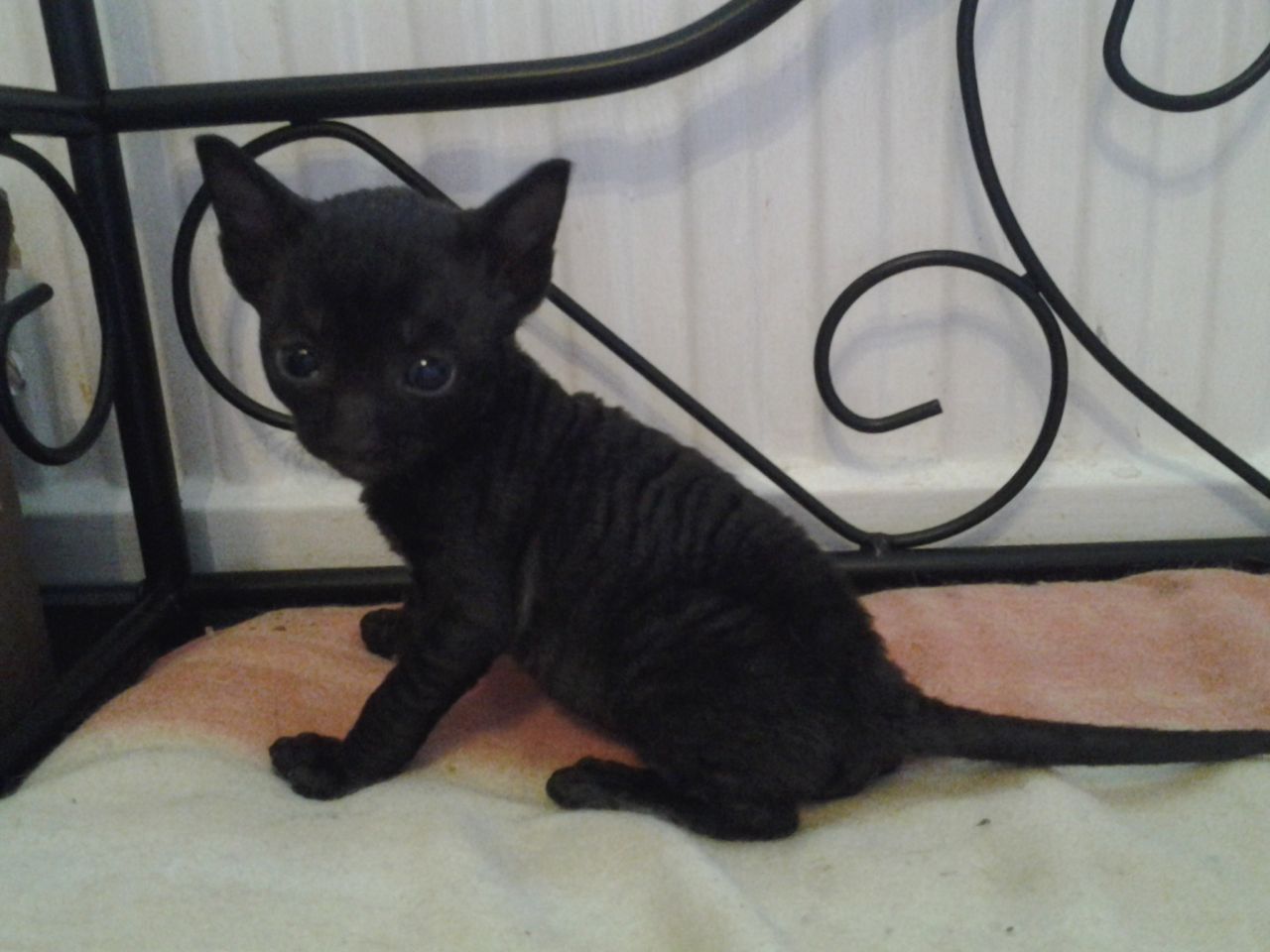 Black Cornish Rex Kitten Sitting On Bed