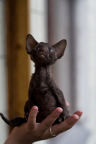 Black Cornish Rex Kitten Sitting On Hand