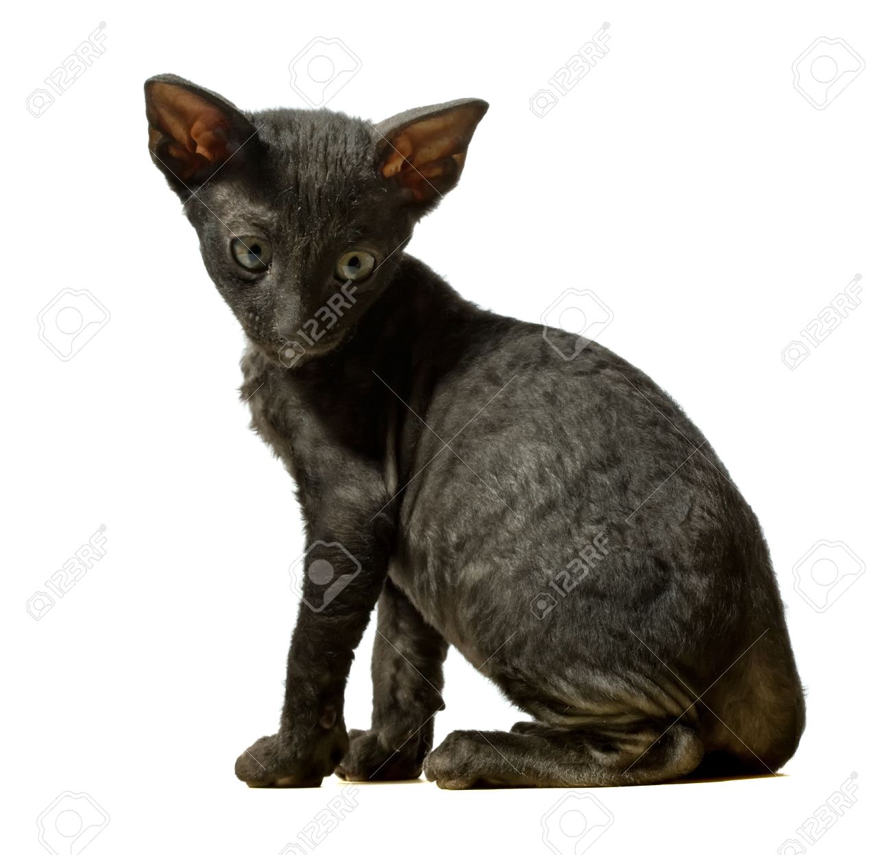 Black Cornish Rex Kitten Sitting Photo