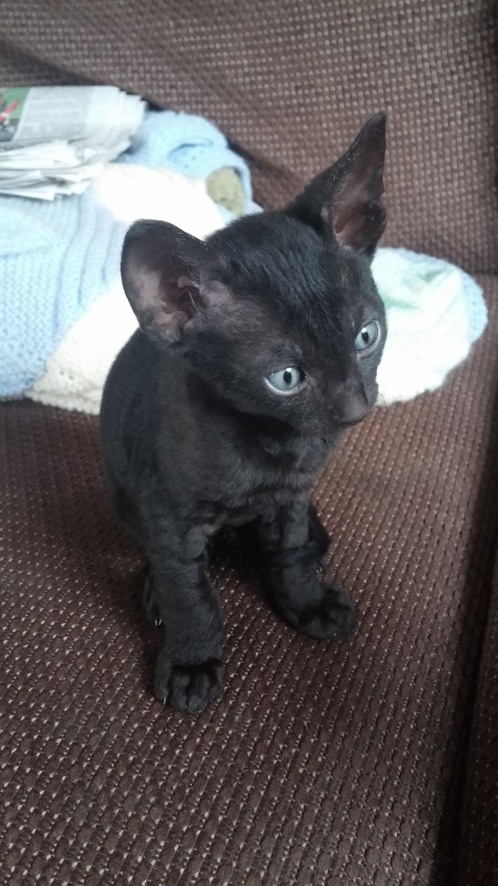 Black Cornish Rex Kitten Sitting