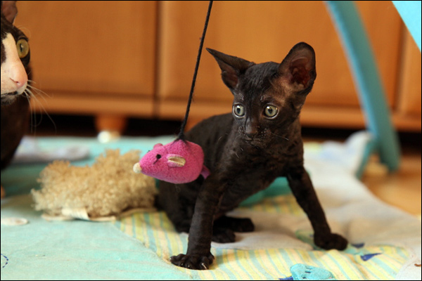 Black Cute Cornish Rex Kitten Playing With Toy
