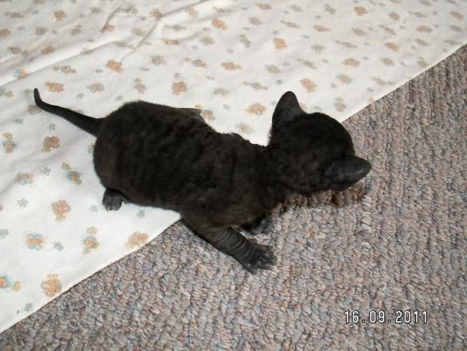 Black Cute Cornish Rex Kitten