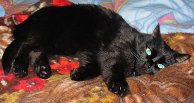 Black Cymric Cat Laying