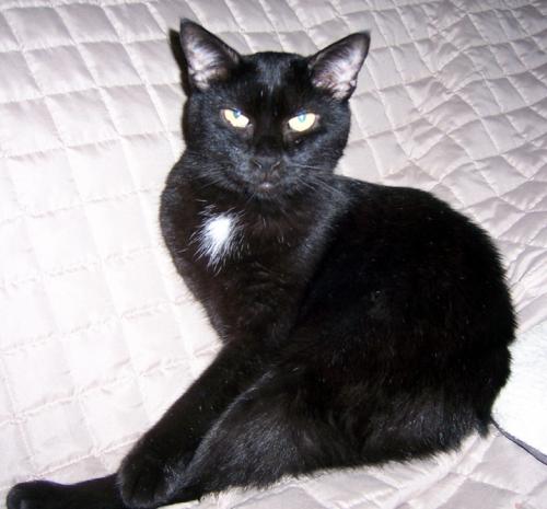 Black Cymric Cat Sitting On Bed