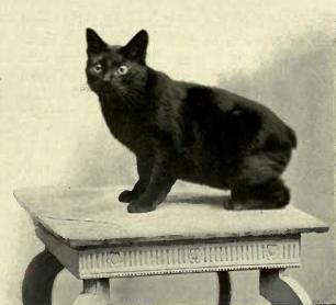 Black Cymric Cat Sitting On Table