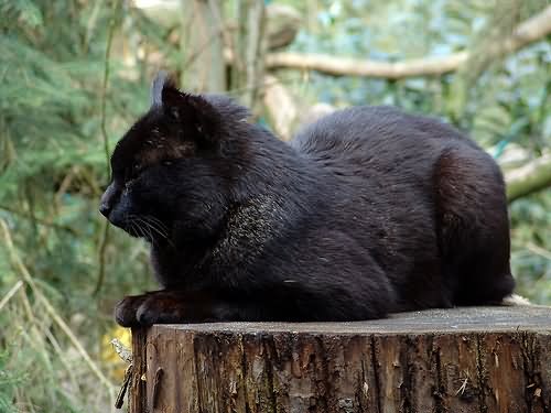 Black Cymric Cat Sitting Tree