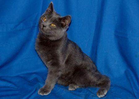 Black Cymric Cat Sitting