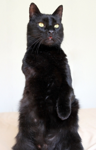 Black Cymric Cat Standing Up