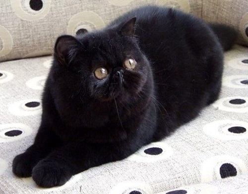 Black Exotic Cymric Cat Sitting