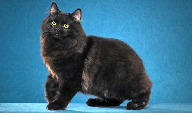 Black Fluffy Cymric Cat Sitting