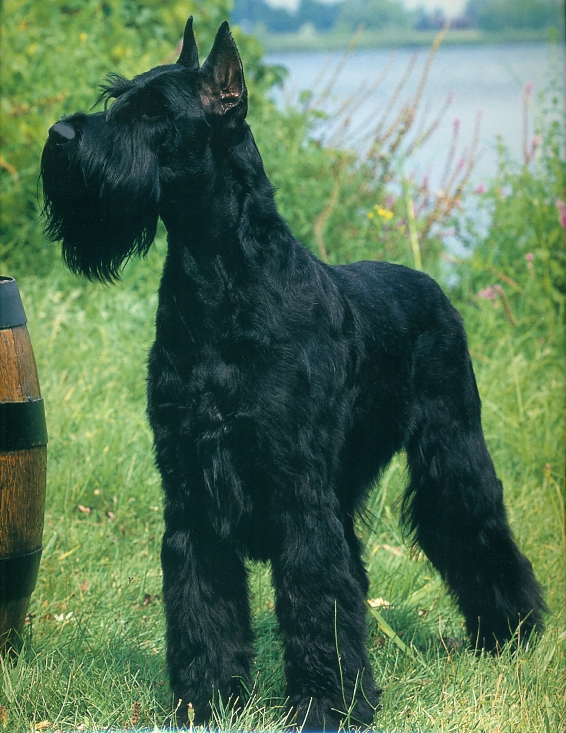 Black Giant Schnauzer Dog Outside