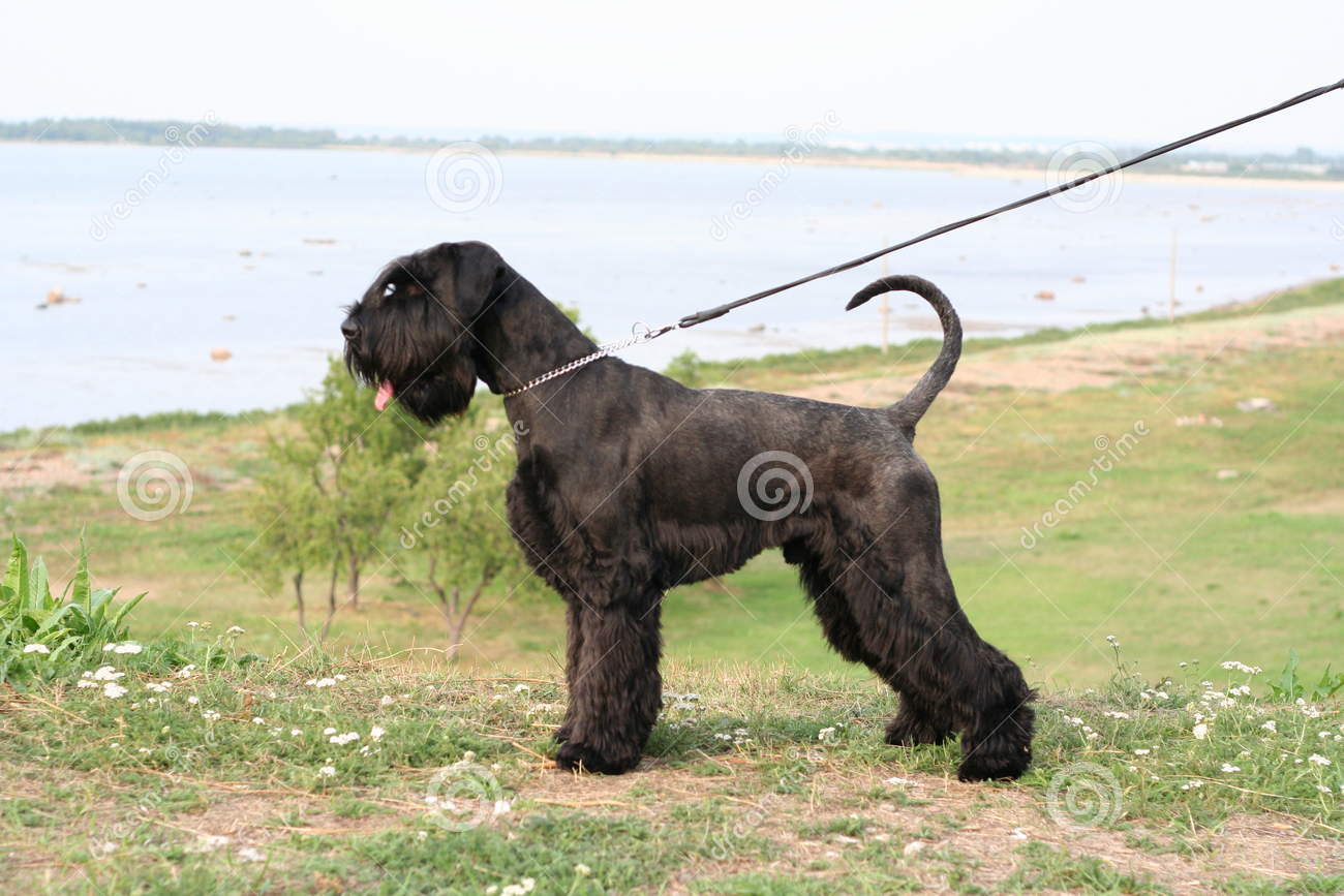 Black Giant Schnauzer Dog Outside