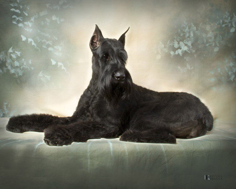 Black Giant Schnauzer Dog Sitting On Bed