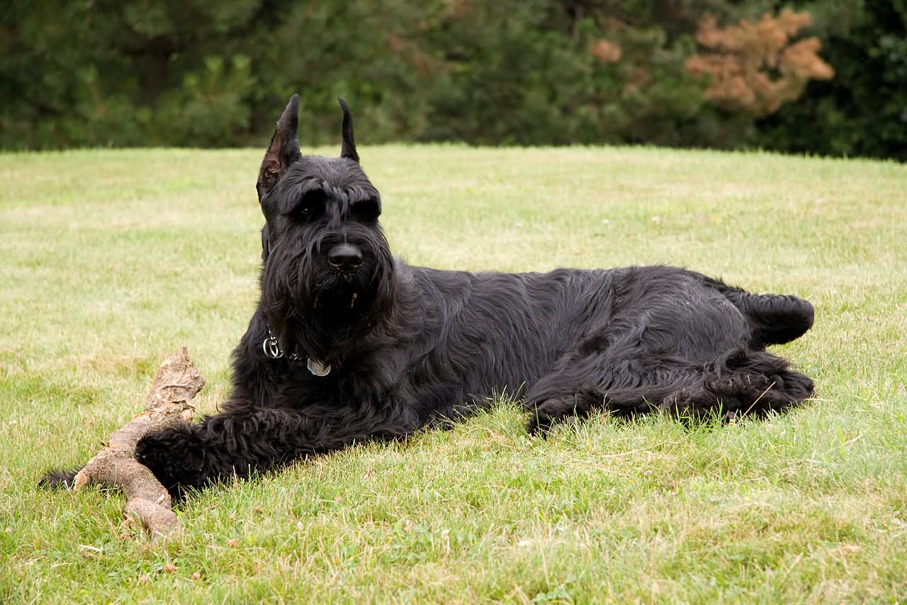Black Giant Schnauzer Dog Sitting On Grass