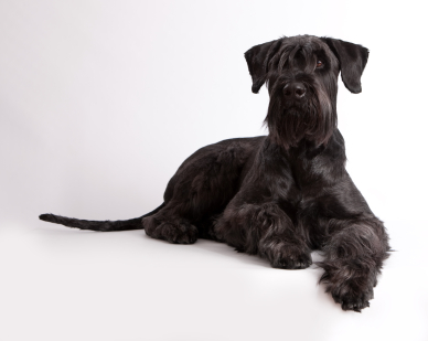 Black Giant Schnauzer Dog Sitting Picture