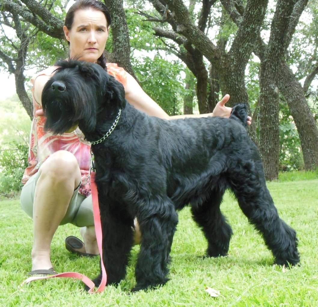 Black Giant Schnauzer Dog With Girl