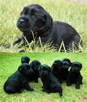 Black Giant Schnauzer Puppies