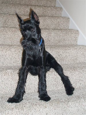 Black Giant Schnauzer Puppy Picture
