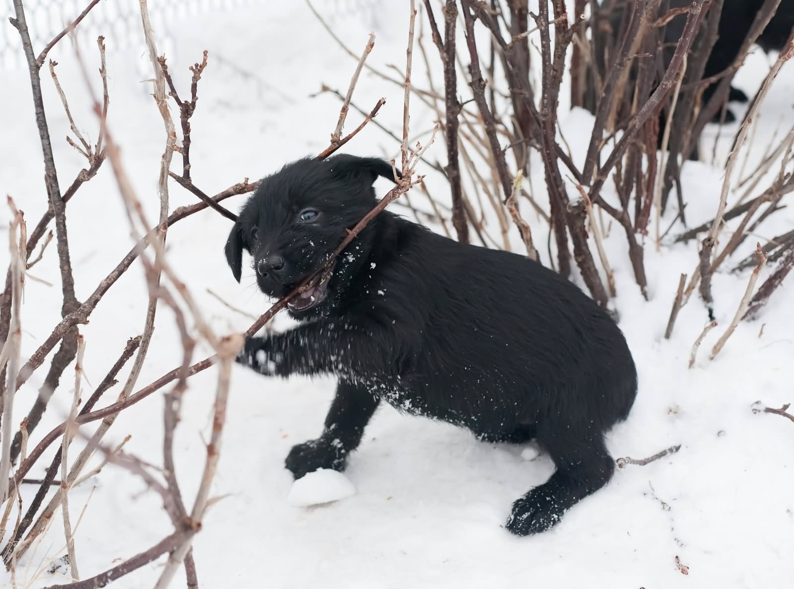Black Giant Schnauzer Puppy Playing In Snow