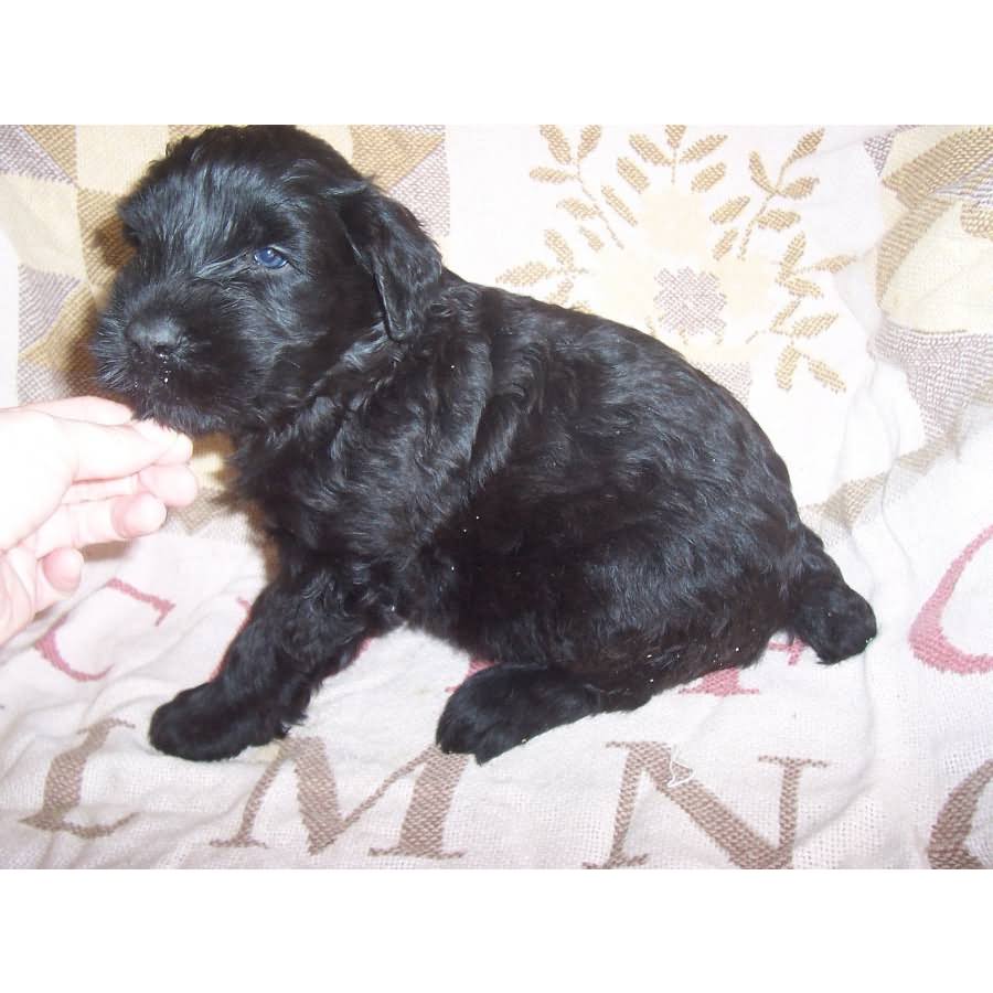Black Giant Schnauzer Puppy Sitting On Bed