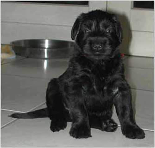 Black Giant Schnauzer Puppy Sitting Picture