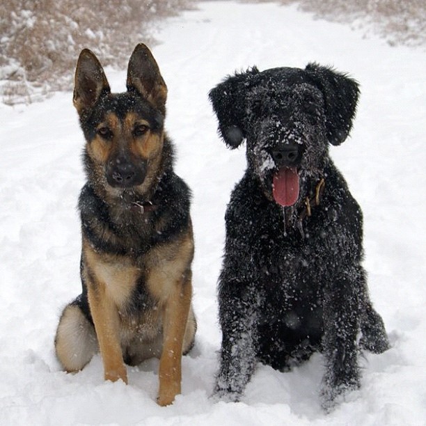 Black Giant Schnauzer With German Shepherd Dog In Snow