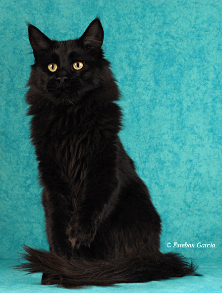 Black Long Hair Cymric Cat Sitting
