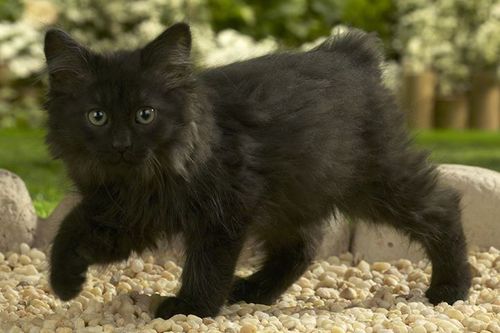 Black Long Hair Cymric Kitten Picture