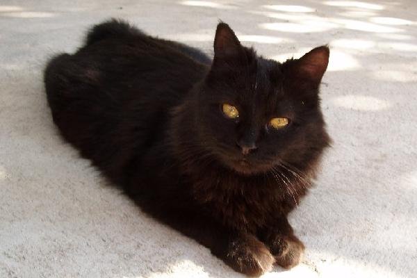 Black Long Haired Cymric Cat Sitting On Road