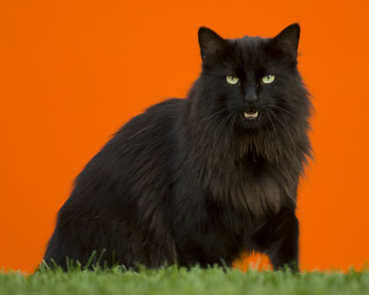 Black Long Hairy Cymric Cat Sitting On Grass
