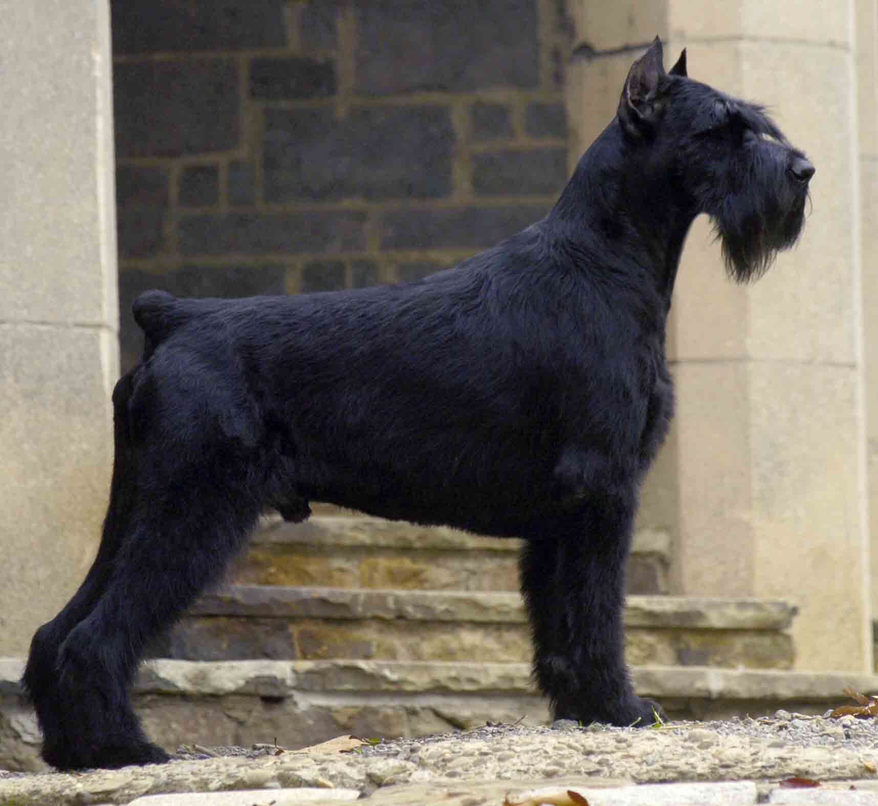 Black Male Giant Schnauzer Dog