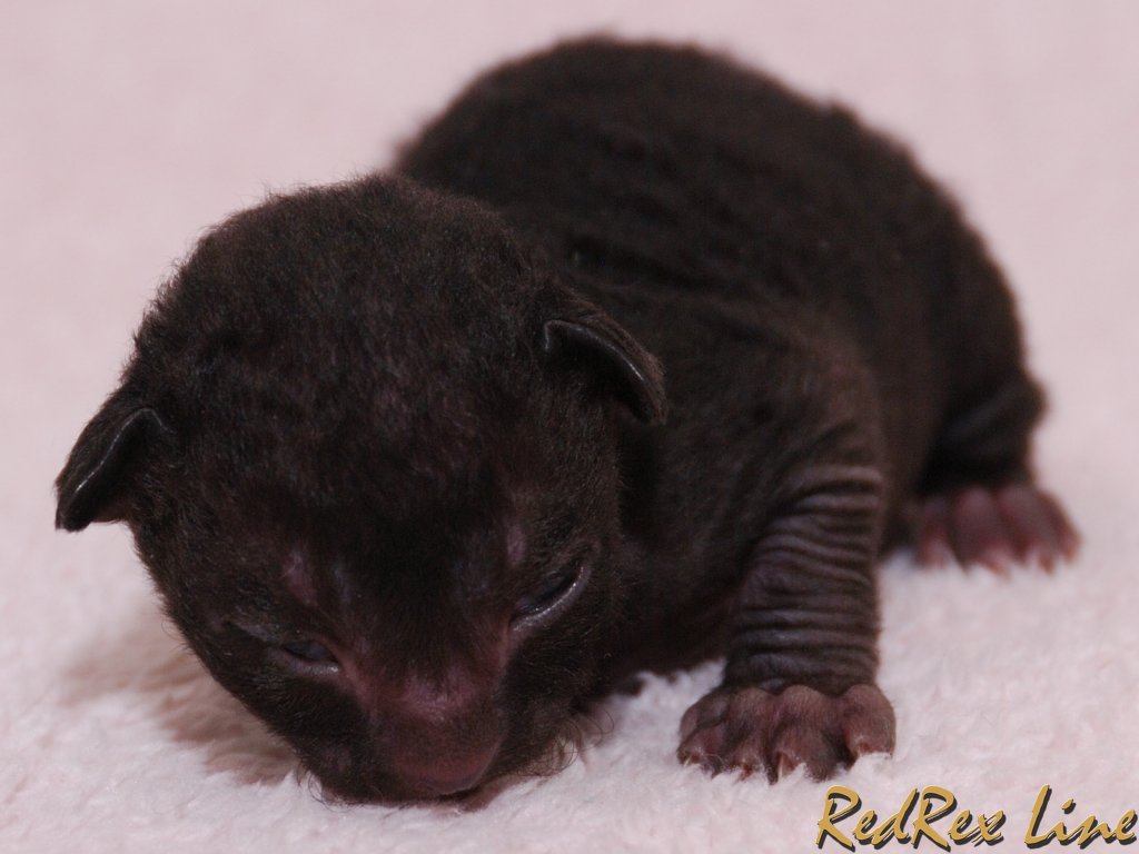 Black New Born Cornish Rex Kitten