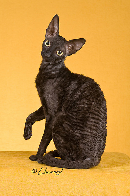 Black Smoke Cornish Rex Cat Sitting