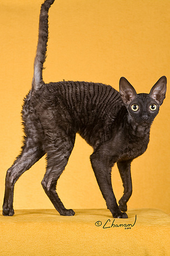 Black Smoke Cornish Rex Cat With Big Tail