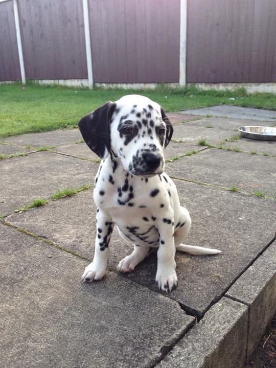 Black Spotted Dalmatian Puppy Sitting