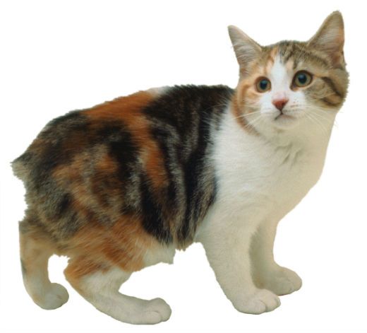 Black White And Orange Cymric Cat Without Tail