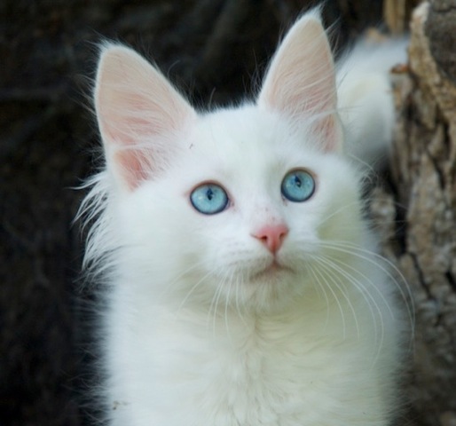 Blue Eyed White Turkish Angora Cat Face Picture