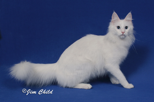Blue Eyed White Turkish Angora Cat Sitting