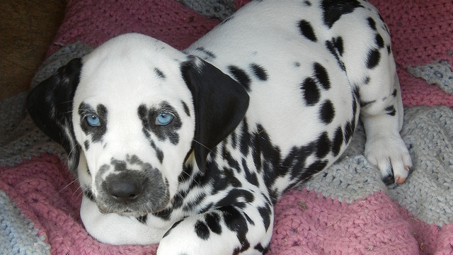 Blue Eyes Dalmatian Puppy Sitting