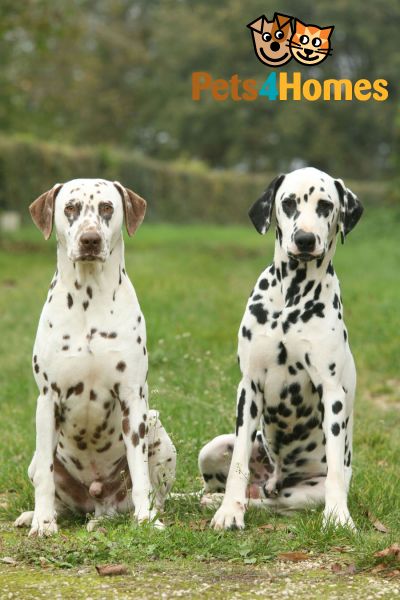 Brown And Black Dalmatian Dogs Sitting