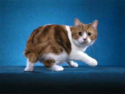 Brown And White Cymric Cat