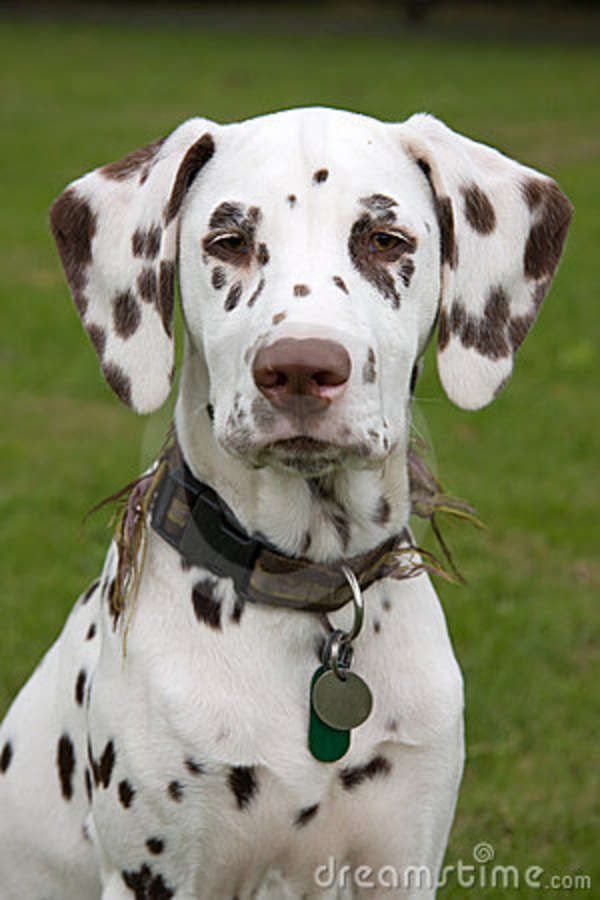 Brown Dalmatian Dog Face Picture