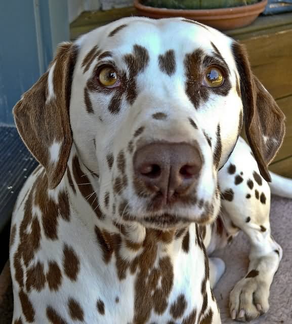 Brown Dalmatian Dog Face