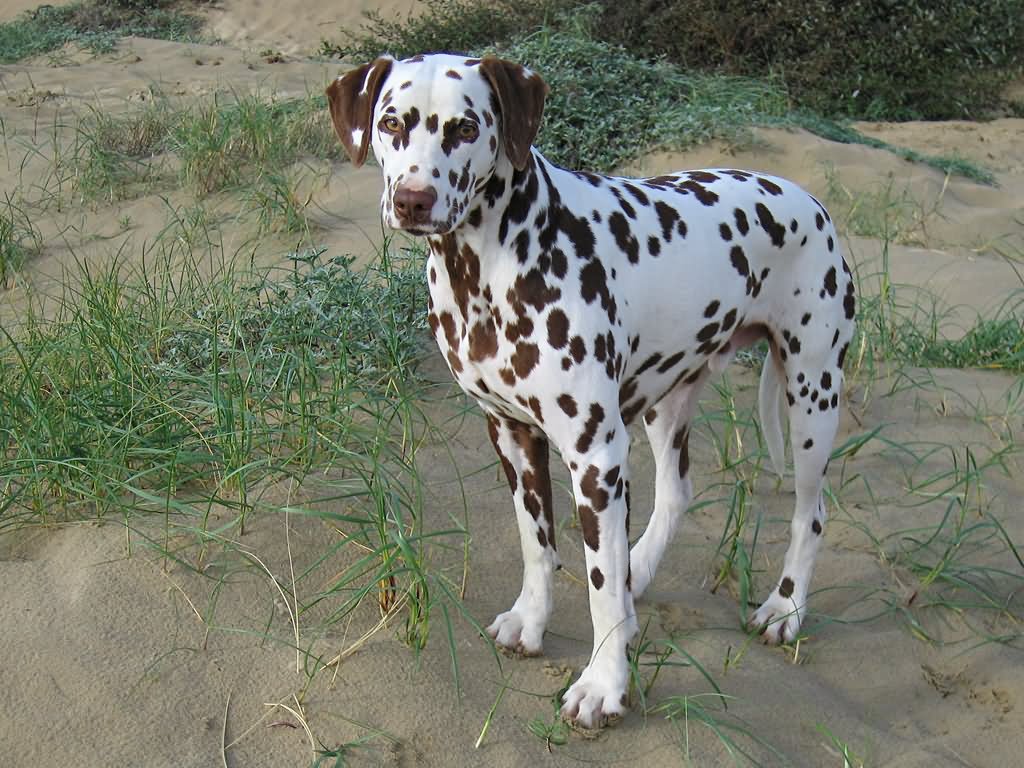 Brown Dalmatian Dog In Fields