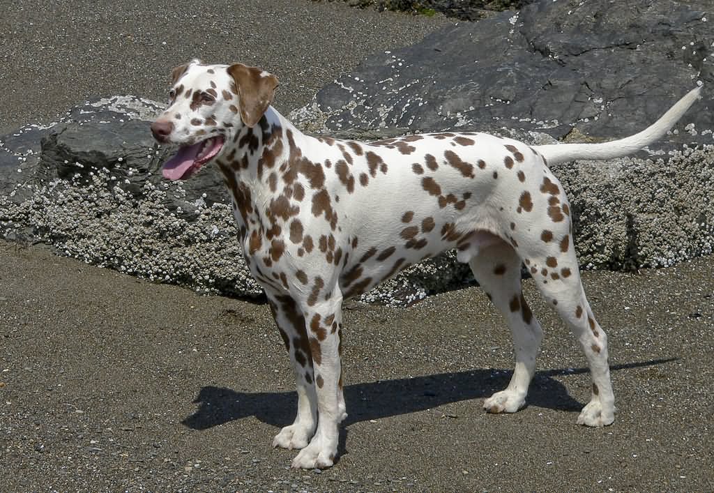 Brown Dalmatian Dog Photo